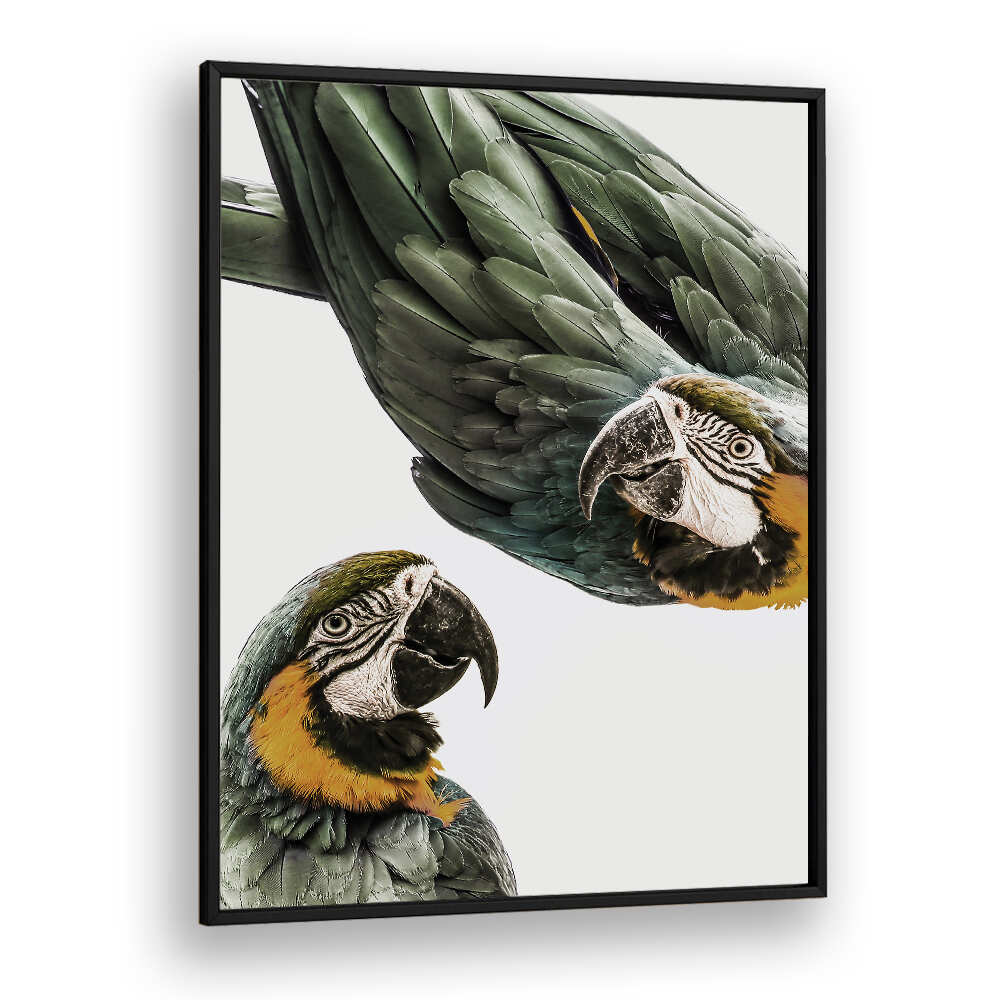 Blackplain framed VIBRANT PARROT DUO , ANIMAL PAINTINGS with two green-and-gold parrots on a white background