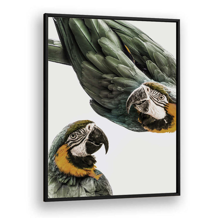 Blackplain framed VIBRANT PARROT DUO , ANIMAL PAINTINGS with two green-and-gold parrots on a white background