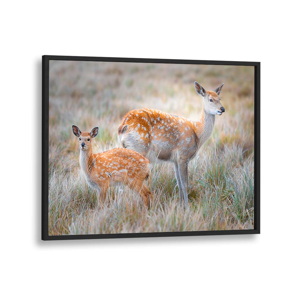 SIKA DEER BY SIMOON , LANDSCAPE PHOTO PRINTS