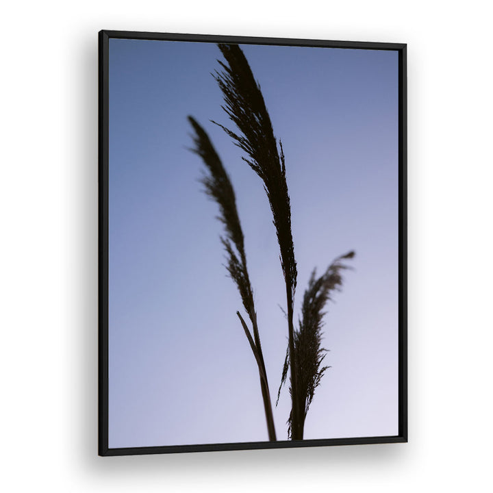 SHADES OF PURPLE , PHOTOGRAPHY PRINTS