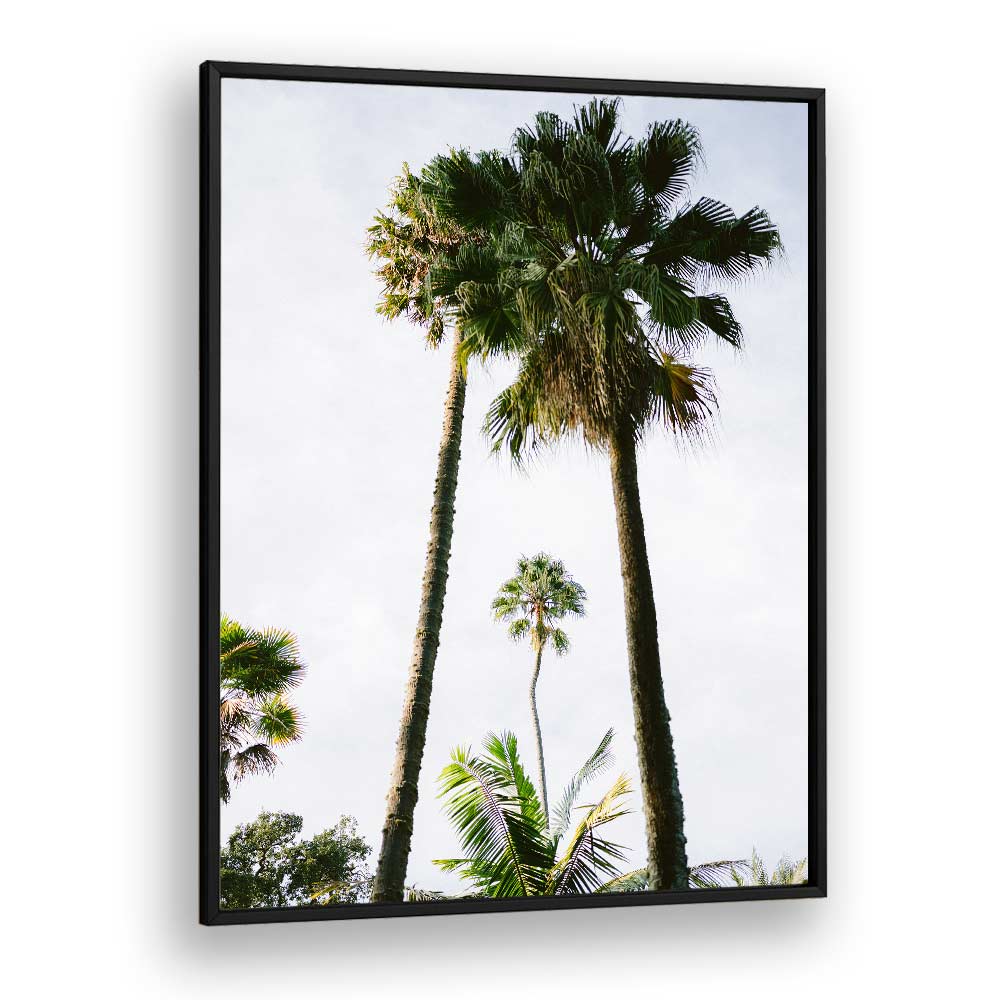 FIND ME UNDER THE PALM TREE , PHOTOGRAPHY PRINTS
