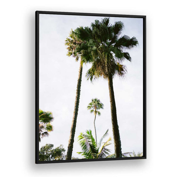 FIND ME UNDER THE PALM TREE , PHOTOGRAPHY PRINTS