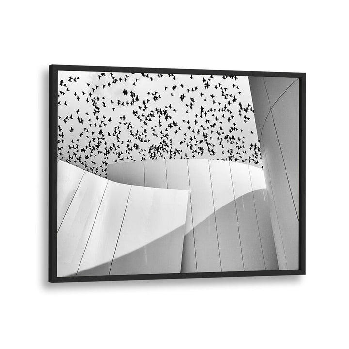 BIRDS , PHOTOGRAPHY PRINTS