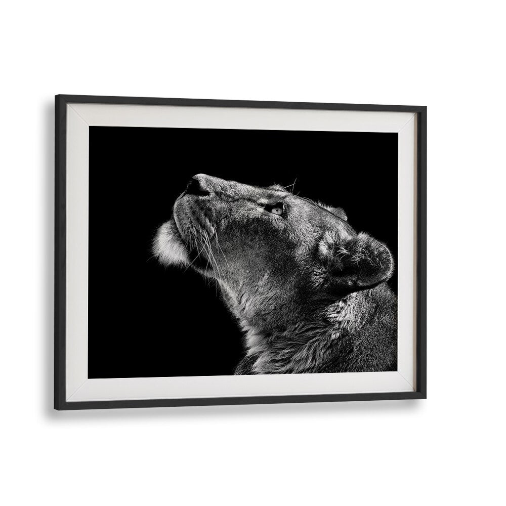 Elegant lioness gazing upward in striking black and white, perfect for wildlife lovers. LOOKING UP, PHOTOGRAPHY PRINTS.