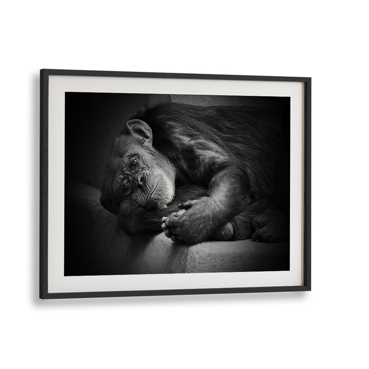 Captivating YESTERDAY, PHOTOGRAPHY PRINTS showcasing a tranquil chimpanzee, perfect for nature lovers.