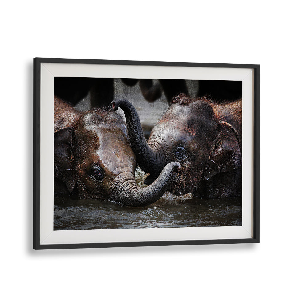 Two elephants playfully touching trunks in "JUST WE TWO, PHOTOGRAPHY PRINTS," showcasing intimate wildlife moments.