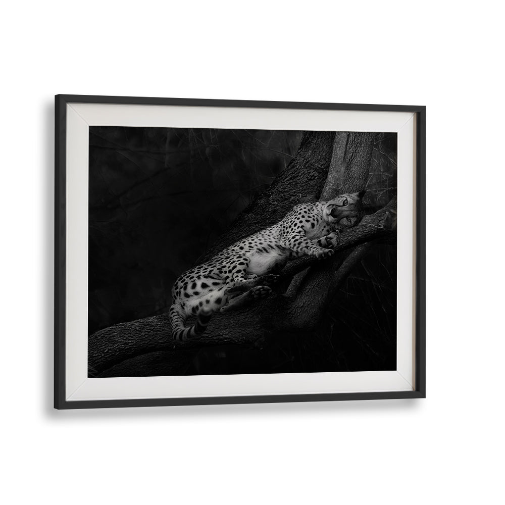 Resting Cheetah, Photography Prints showcase a serene cheetah lounging on a tree branch, exuding tranquil elegance.