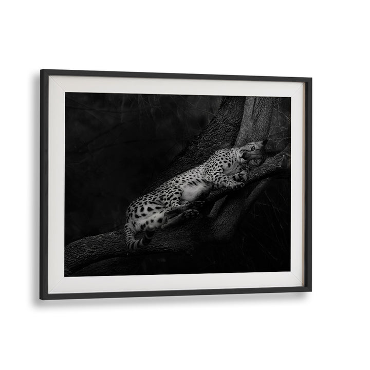 Resting Cheetah, Photography Prints showcase a serene cheetah lounging on a tree branch, exuding tranquil elegance.