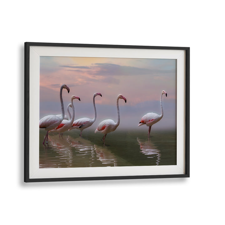 Framed flamingos wading in serene waters at sunset, perfect for your collection of FLAMINGO SUNSET, PHOTOGRAPHY PRINTS.