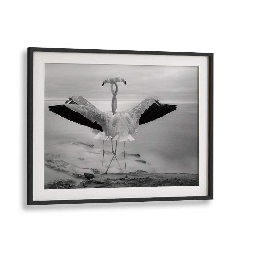 Elegant FLAMINGO'S DUET, PHOTOGRAPHY PRINTS showcasing two graceful flamingos in serene black and white beauty.