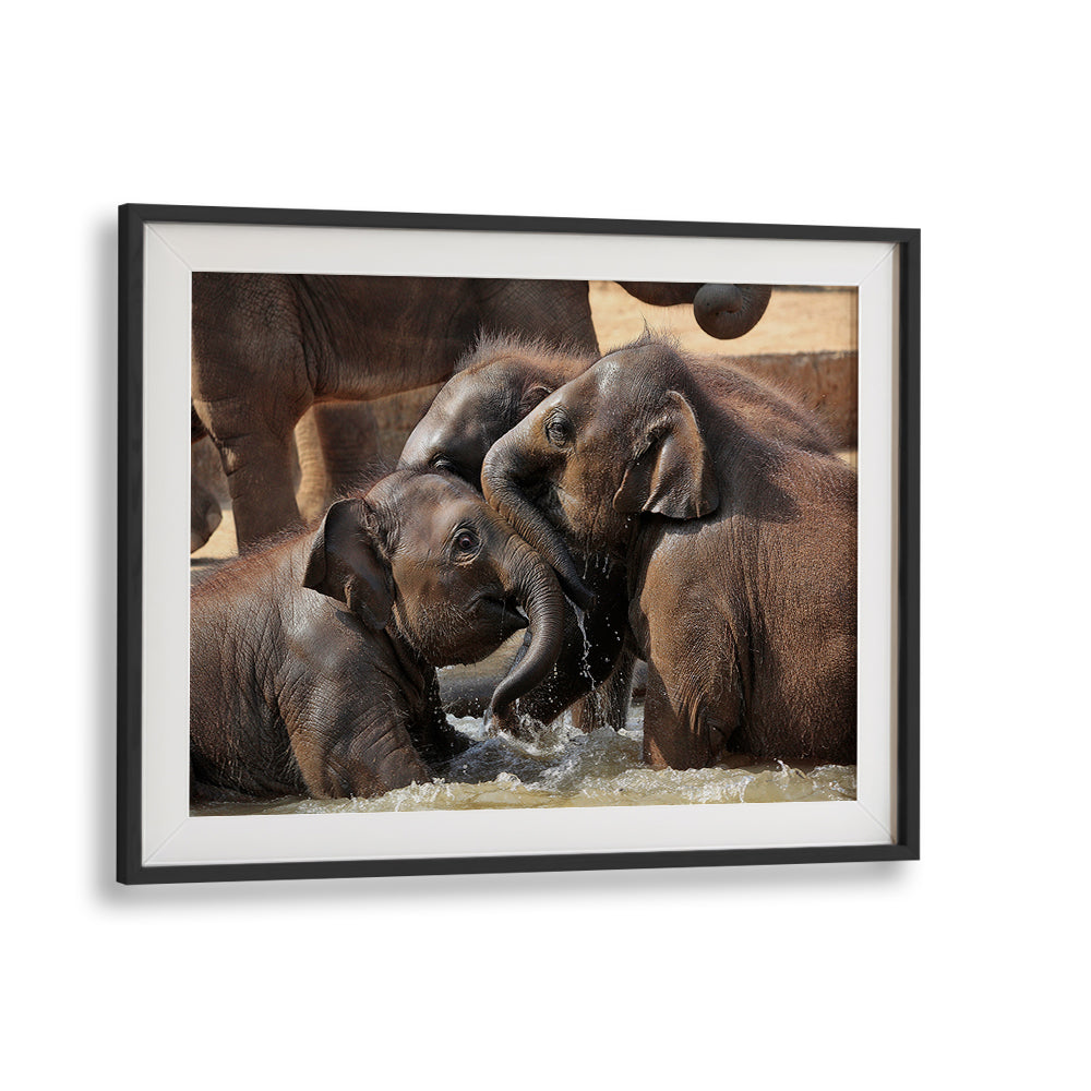 Elephants playing in water, showcasing the joy of nature in WATER FUN, PHOTOGRAPHY PRINTS. Perfect for wildlife lovers!