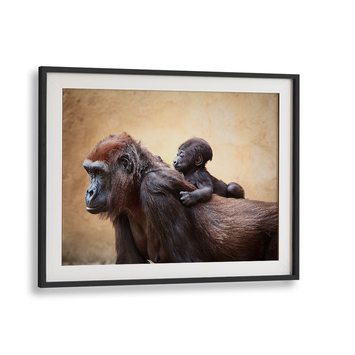 Gorilla and baby captured in THE FIRST OUTING, PHOTOGRAPHY PRINTS, showcasing the beauty of wildlife.