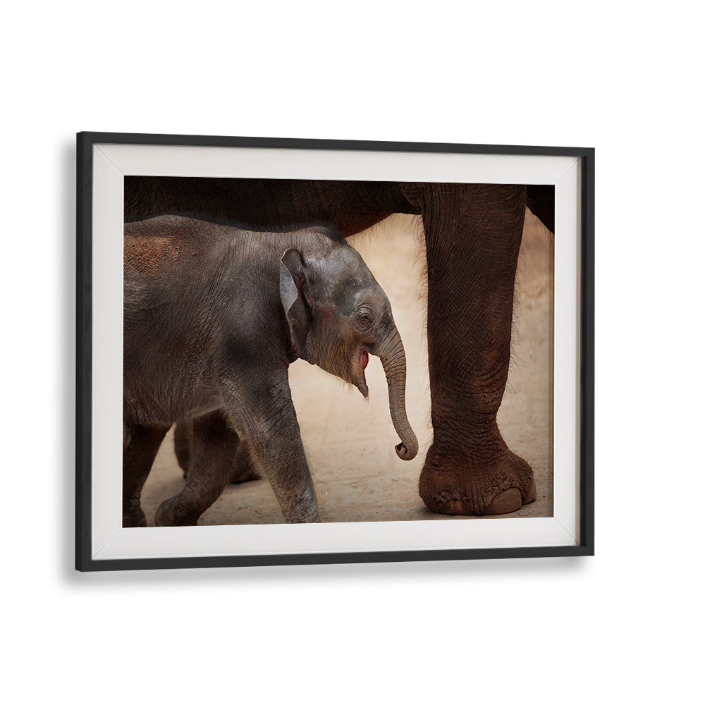 Adorable baby elephant walking beside its parent, showcasing THE MAGIC OF WALKING, PHOTOGRAPHY PRINTS collection.