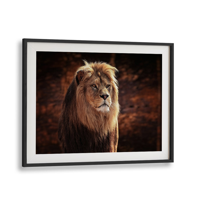 Majestic lion portrait showcasing HIS MAJESTY, PHOTOGRAPHY PRINTS that captures wildlife's grandeur beautifully.