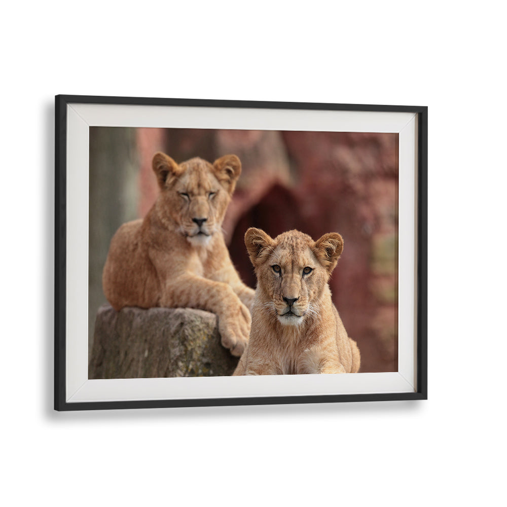 Elegant SISTERS, PHOTOGRAPHY PRINTS featuring two lions resting, showcasing the beauty of wildlife art. Perfect for nature lovers.