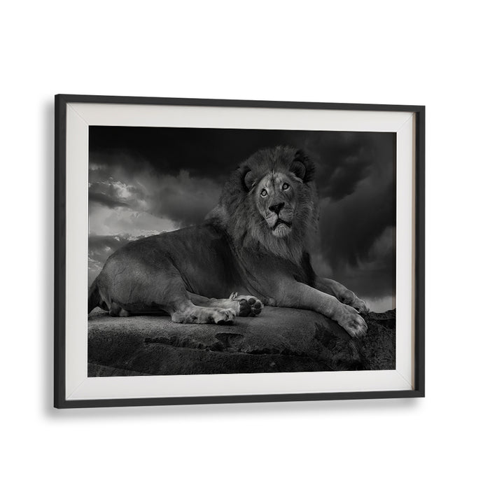 Majestic lion resting on a rock, showcasing "THE LION KING II , PHOTOGRAPHY PRINTS" in stunning detail.