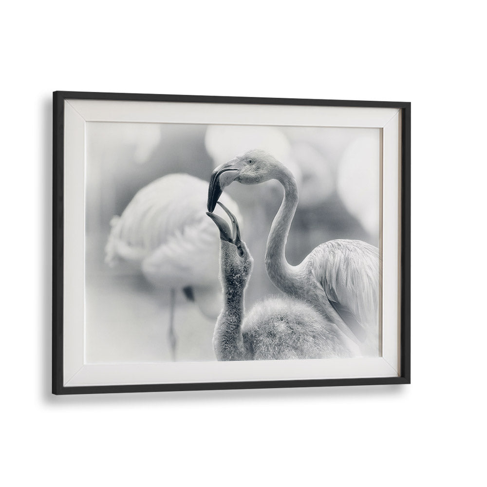 Flamingos interact in a heartwarming scene, perfect for FEEDING, PHOTOGRAPHY PRINTS lovers. Enhance your space with nature.