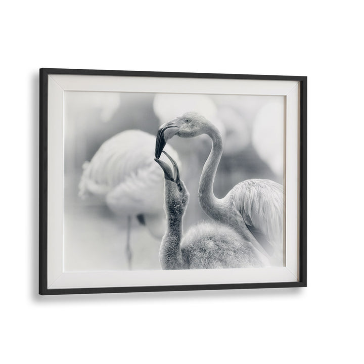 Flamingos interact in a heartwarming scene, perfect for FEEDING, PHOTOGRAPHY PRINTS lovers. Enhance your space with nature.