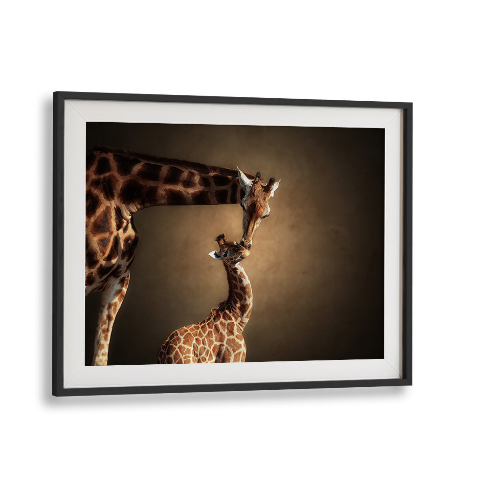 Giraffes share a tender moment in this stunning “BATHING TIME, PHOTOGRAPHY PRINTS” artwork, perfect for wildlife lovers.