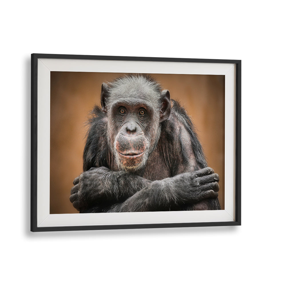 Breathtaking chimpanzee portrait from the "SO CLOSE TO US, PHOTOGRAPHY PRINTS" collection, capturing wildlife's essence.