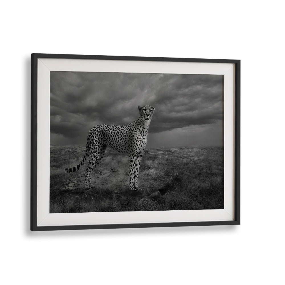 Stunning ALERT CHEETAH photography prints showcasing the majestic beauty of this magnificent creature in fine art.