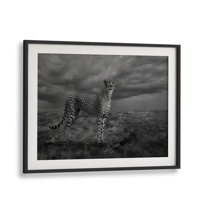 Stunning ALERT CHEETAH photography prints showcasing the majestic beauty of this magnificent creature in fine art.