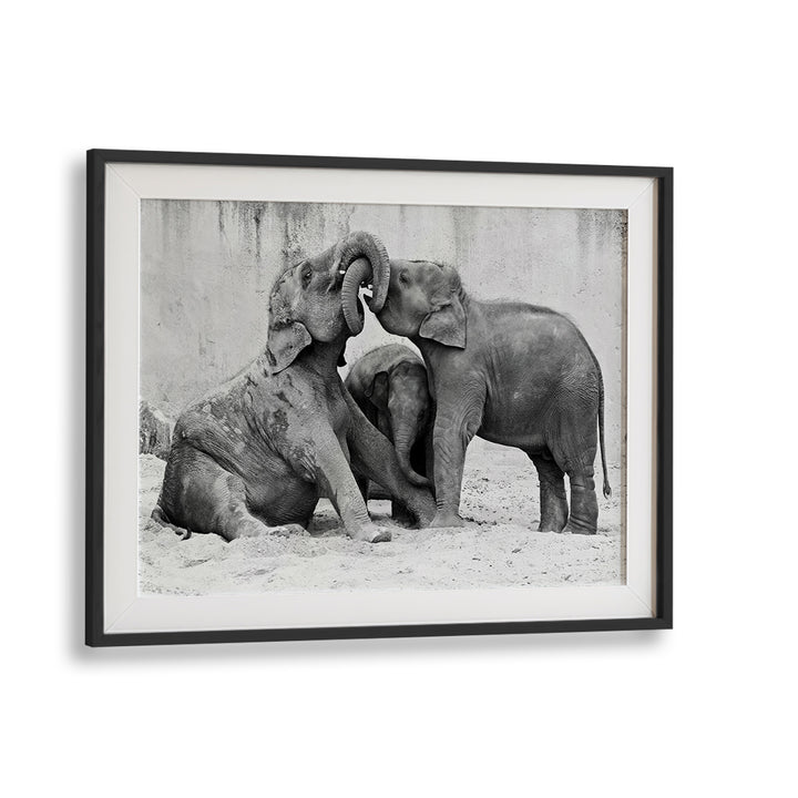 Elephant's at Playground, photography prints showcasing playful elephants in their natural habitat. Perfect for wildlife lovers.