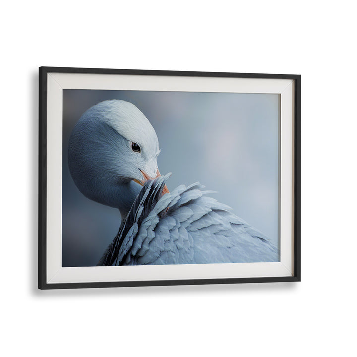 Elegant bird photography print showcasing NATURAL BEAUTY, perfect for adding charm to your home decor.