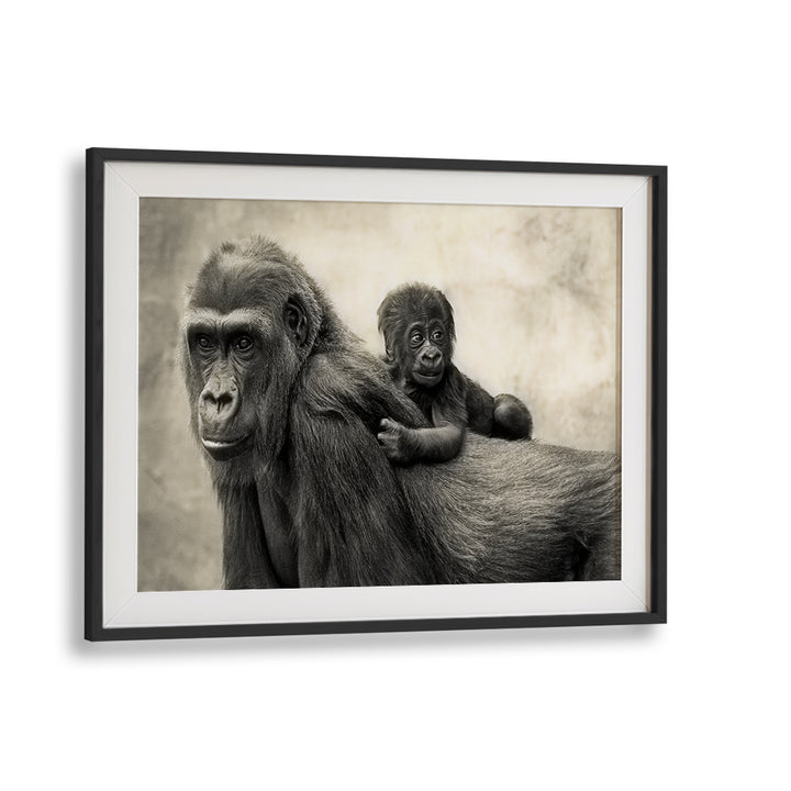 Beautiful black and white LIFE, PHOTOGRAPHY PRINTS showcasing a mother gorilla with her baby, captured in timeless art.