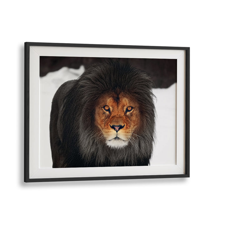 Majestic lion portrait framed as part of WINTER GLOW, PHOTOGRAPHY PRINTS collection, showcasing winter wildlife beauty.