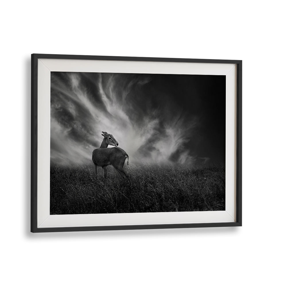 Curious fawn in stunning black and white, perfect for CURIOSITY, PHOTOGRAPHY PRINTS lovers. Elevate your decor today!