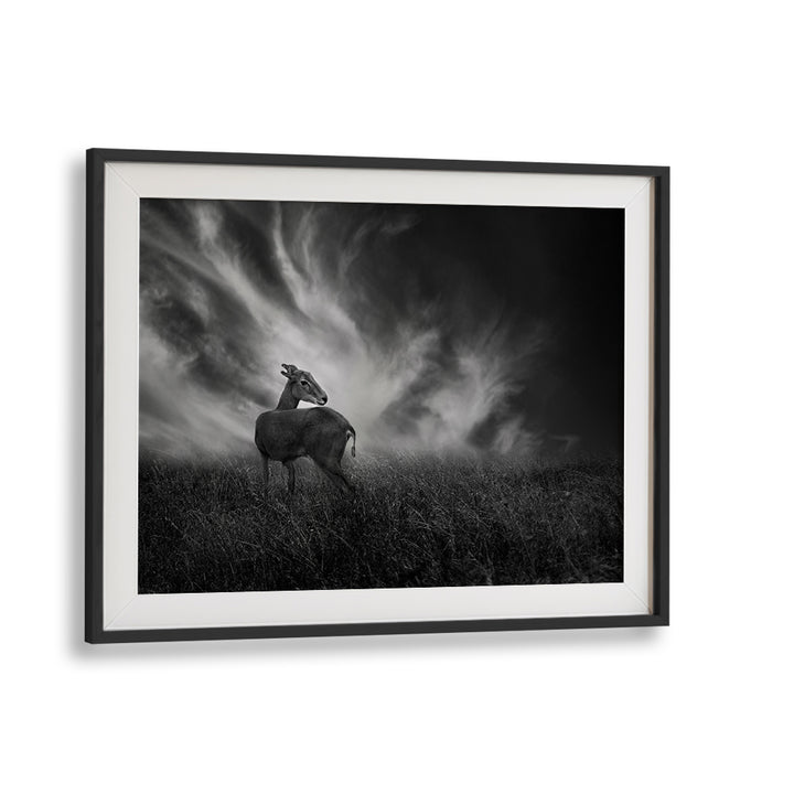 Curious fawn in stunning black and white, perfect for CURIOSITY, PHOTOGRAPHY PRINTS lovers. Elevate your decor today!
