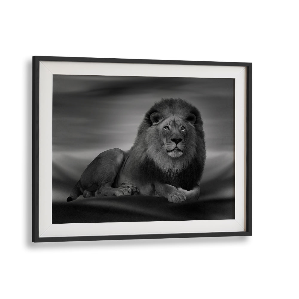 Majestic lion portrait showcasing the beauty of wildlife in THE LION KING, PHOTOGRAPHY PRINTS by [Your Store Name].