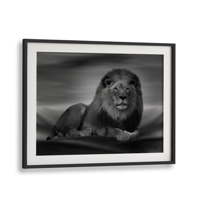 Majestic lion portrait showcasing the beauty of wildlife in THE LION KING, PHOTOGRAPHY PRINTS by [Your Store Name].