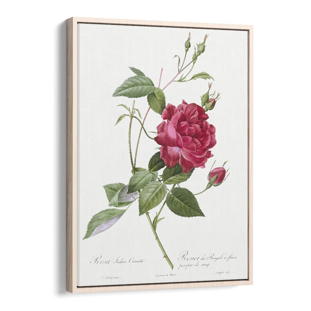  Blood red Bengal Rose  Botanical Flower Paintings Artwork in Oak Wood Floater Frame