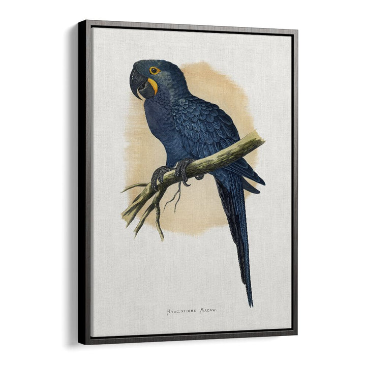 ANIMALS painting - HYACINTHINE MACAW by Asianmonk