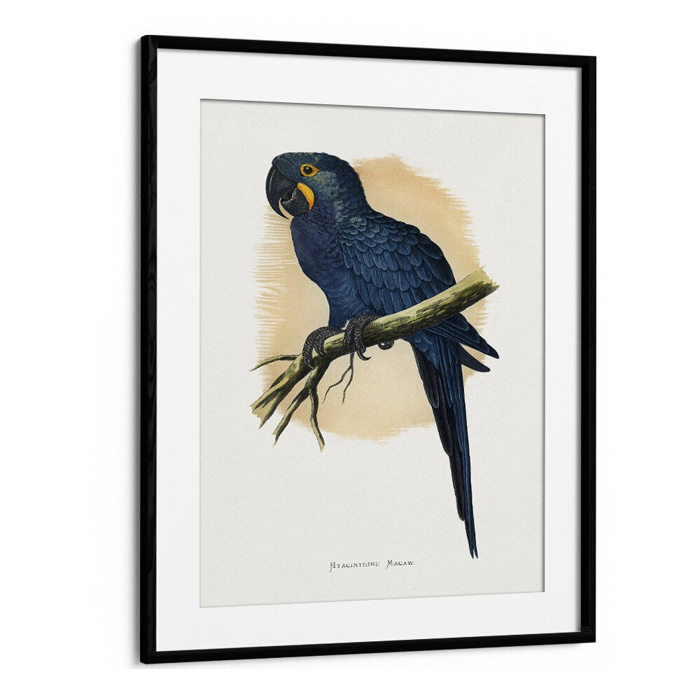 ANIMALS painting - HYACINTHINE MACAW by Asianmonk