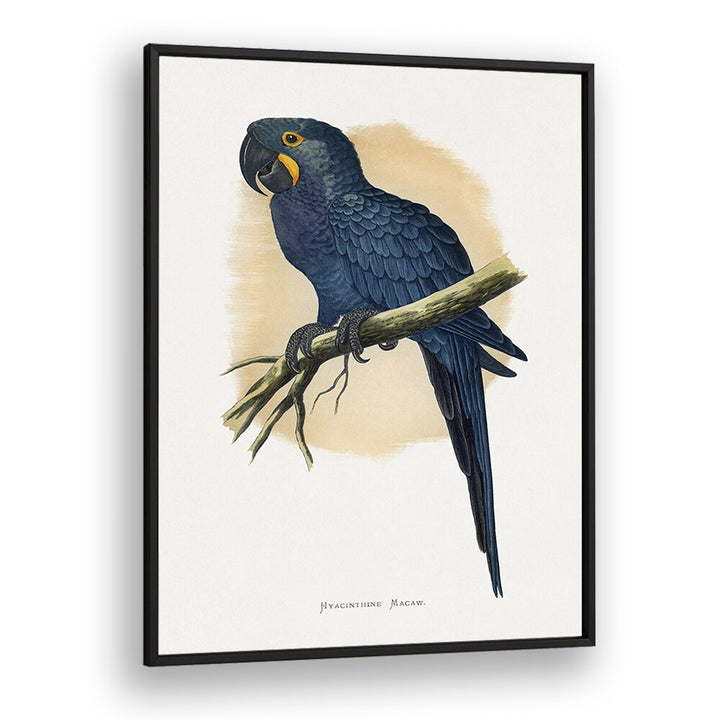 ANIMALS painting - HYACINTHINE MACAW by Asianmonk