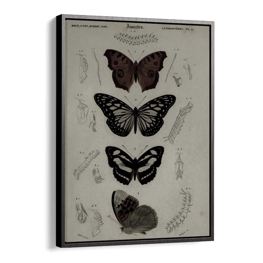 Butterfly Veil Gothic Secrets Concealed In Delicate Wings Gothic Art Prints in Black Floater Frame