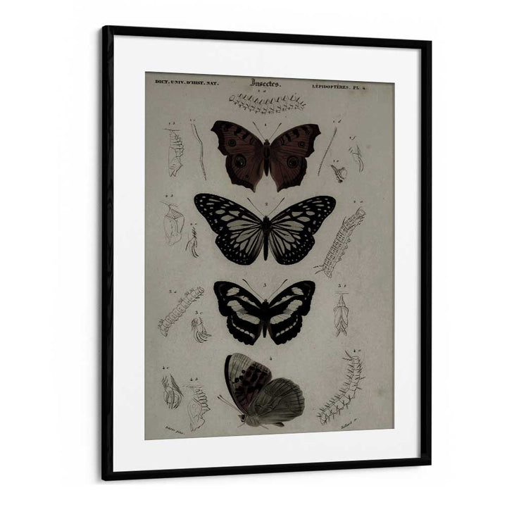 Butterfly Veil Gothic Secrets Concealed In Delicate Wings Gothic Art Prints in Black Frame With Mount