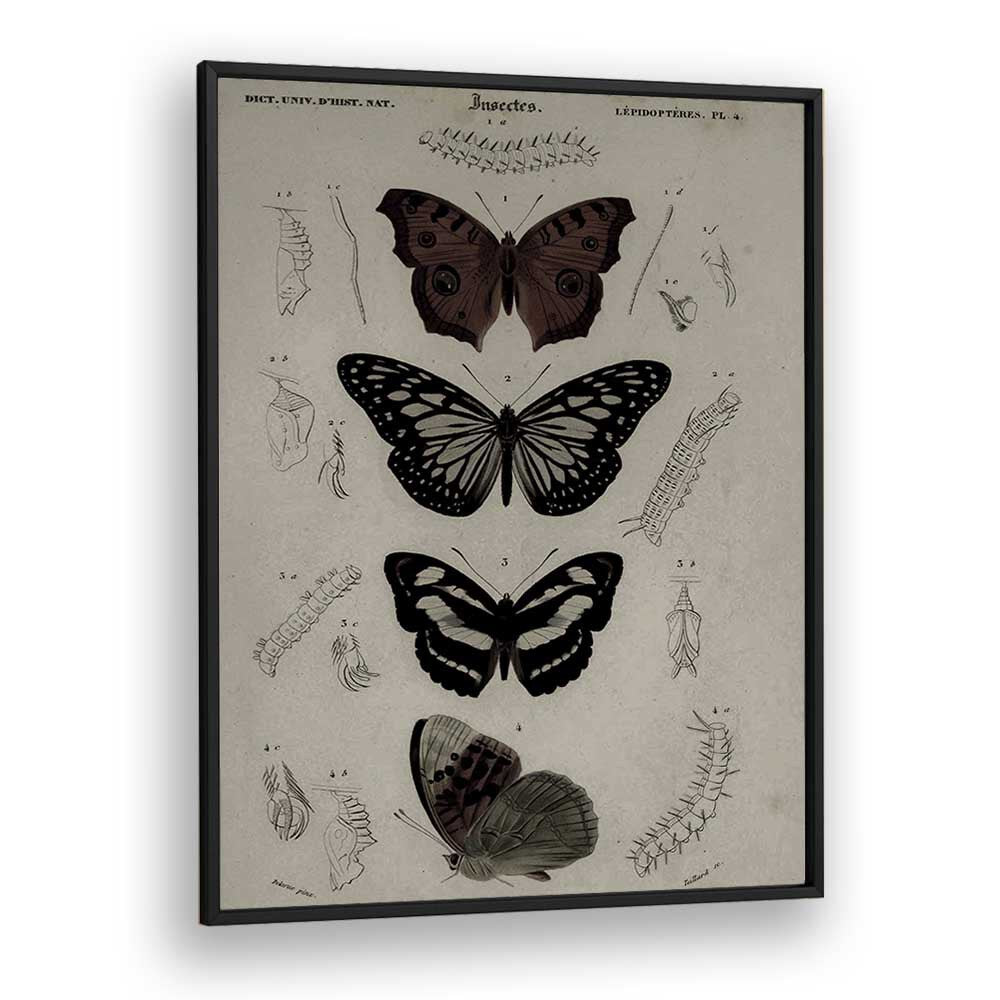 Butterfly Veil Gothic Secrets Concealed In Delicate Wings Gothic Art Prints in Black Plain Frame