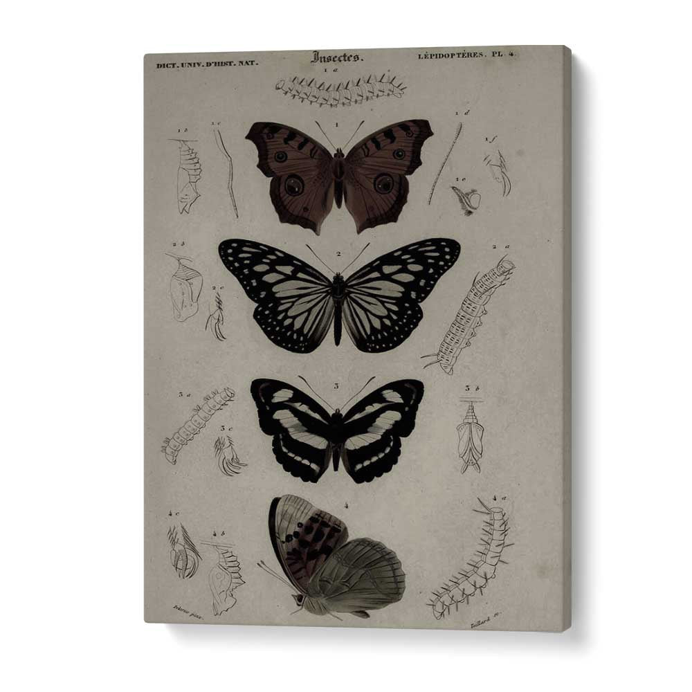 Butterfly Veil Gothic Secrets Concealed In Delicate Wings Gothic Art Prints in Gallery Wrap