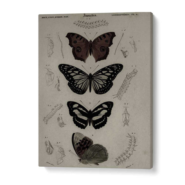 Butterfly Veil Gothic Secrets Concealed In Delicate Wings Gothic Art Prints in Gallery Wrap