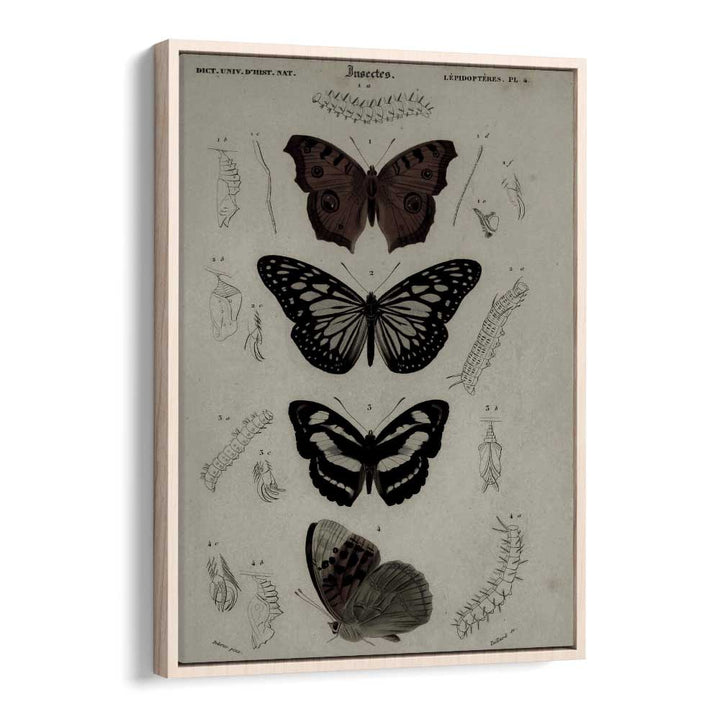 Butterfly Veil Gothic Secrets Concealed In Delicate Wings Gothic Art Prints in Oak Wood Floater Frame