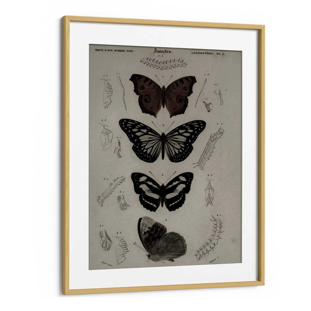 Butterfly Veil Gothic Secrets Concealed In Delicate Wings Gothic Art Prints in Oak Wood Frame With Mount