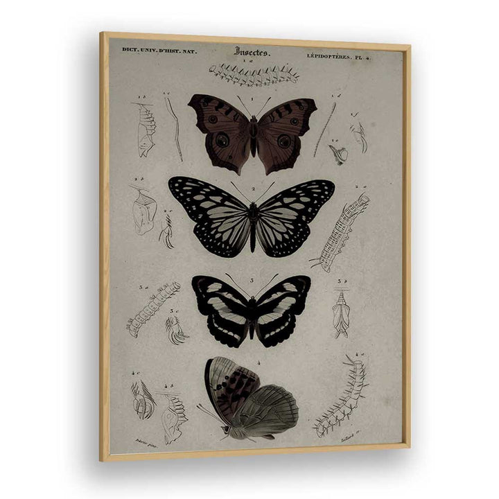 Butterfly Veil Gothic Secrets Concealed In Delicate Wings Gothic Art Prints in Oak Wood Plain Frame