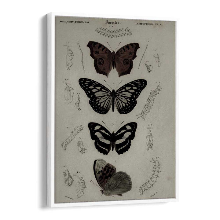 Butterfly Veil Gothic Secrets Concealed In Delicate Wings Gothic Art Prints in White Floater Frame