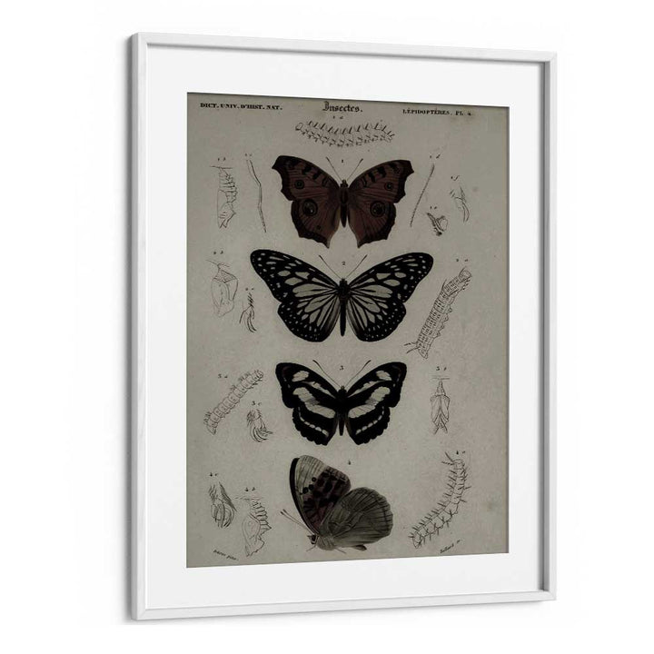 Butterfly Veil Gothic Secrets Concealed In Delicate Wings Gothic Art Prints in White Frame With Mount