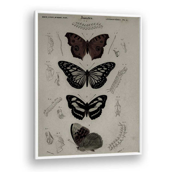 Butterfly Veil Gothic Secrets Concealed In Delicate Wings Gothic Art Prints in White Plain Frame