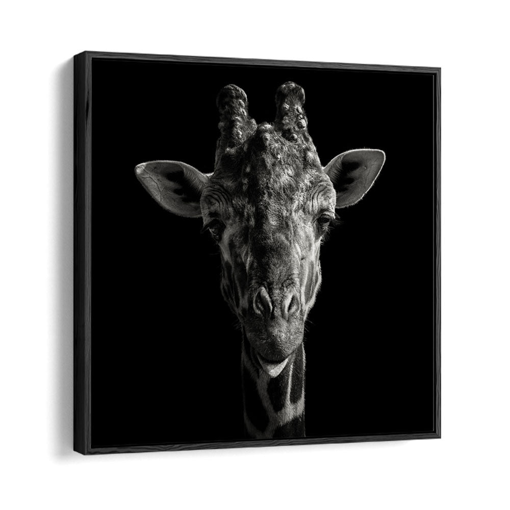 CHEEKY GIRAFFE WILDLIFE PHOTOGRAPHY in Black Floater Frame